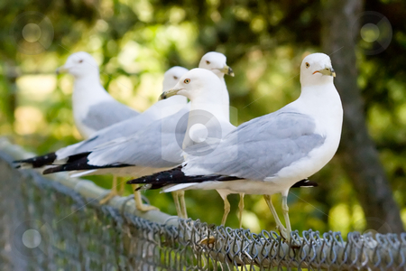 To use this stock image in your creative project, please select the size you need over to the right and click the "Add to Cart" button.
Your downloaded image will come with the Cutcaster watermark removed so don’t worry about the watermark you see on this page. Seagulls Perched on a Fence stock photo, A bunch of seagulls perched along a black fence. by Kevin Woodrow