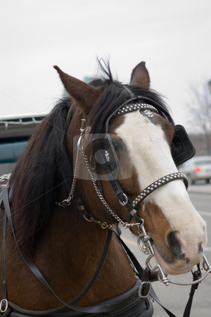To use this stock image in your creative project, please select the size you need over to the right and click the "Add to Cart" button.
Your downloaded image will come with the Cutcaster watermark removed so don’t worry about the watermark you see on this page. Horse taxi stock photo, A portrait of a horse as he waits for his next fare. by Kevin Woodrow