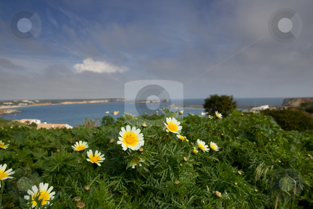 To use this stock image in your creative project, please select the size you need over to the right and click the "Add to Cart" button.
Your downloaded image will come with the Cutcaster watermark removed so don’t worry about the watermark you see on this page. Flowers Overlooking Bay stock photo, Daisies overlooking the bay at Sagres, in the Algarve, Portugal. by Kevin Woodrow