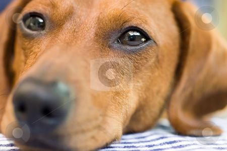 To use this stock image in your creative project, please select the size you need over to the right and click the "Add to Cart" button.
Your downloaded image will come with the Cutcaster watermark removed so don’t worry about the watermark you see on this page. Dachshund dog closeup stock photo, A Miniature Dachshund Face which fils the entire frame, tightly focused on the eyes. by Kevin Woodrow