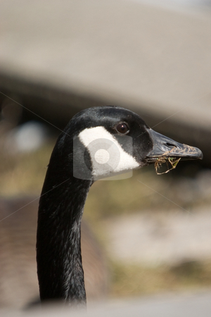 To use this stock image in your creative project, please select the size you need over to the right and click the "Add to Cart" button.
Your downloaded image will come with the Cutcaster watermark removed so don’t worry about the watermark you see on this page. Canada Goose close-up stock photo, Closeup of the head and neck of a Canada goose. by Kevin Woodrow