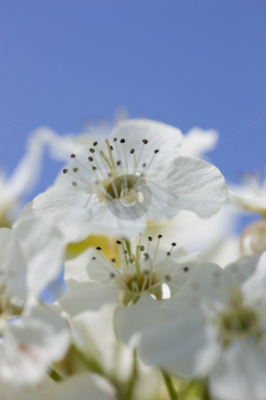 To use this stock image in your creative project, please select the size you need over to the right and click the "Add to Cart" button.
Your downloaded image will come with the Cutcaster watermark removed so don’t worry about the watermark you see on this page. Focus on Anthers stock photo, Bright white crab apple flowers, focus on the anthers, with blue sky in the background. by Kevin Woodrow