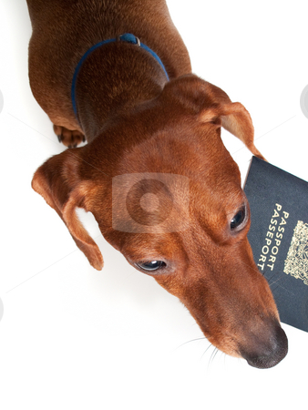 To use this stock image in your creative project, please select the size you need over to the right and click the "Add to Cart" button.
Your downloaded image will come with the Cutcaster watermark removed so don’t worry about the watermark you see on this page. Pet Vacation stock photo, Looking down at a miniature Dachshund, holding a passport in his mouth, isolated on white. by Kevin Woodrow