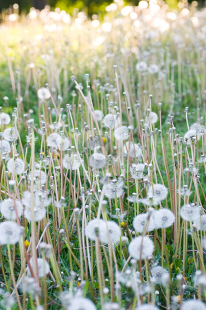 To use this stock image in your creative project, please select the size you need over to the right and click the "Add to Cart" button.
Your downloaded image will come with the Cutcaster watermark removed so don’t worry about the watermark you see on this page. Pretty Weeds stock photo, A lawn full of weeds. by Kevin Woodrow