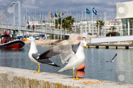 To use this stock image in your creative project, please select the size you need over to the right and click the "Add to Cart" button.
Your downloaded image will come with the Cutcaster watermark removed so don’t worry about the watermark you see on this page. Guards birds at the marina entrance stock photo, 2 Seaguls in the foreground, guarding the entrance to a marina. by Kevin Woodrow