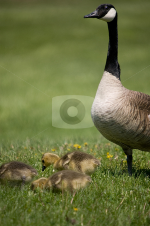 To use this stock image in your creative project, please select the size you need over to the right and click the "Add to Cart" button.
Your downloaded image will come with the Cutcaster watermark removed so don’t worry about the watermark you see on this page. Canada Goose Family stock photo, A Canada Goose overseeing her chicks eating grass in front of her. by Kevin Woodrow