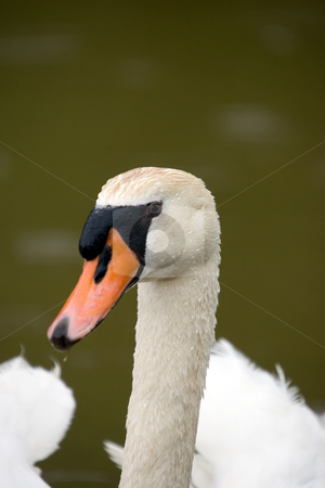 To use this stock image in your creative project, please select the size you need over to the right and click the "Add to Cart" button.
Your downloaded image will come with the Cutcaster watermark removed so don’t worry about the watermark you see on this page. Swan head stock photo, A closeup of a white swan head. by Kevin Woodrow