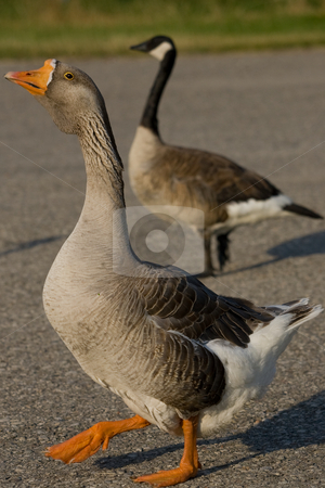 To use this stock image in your creative project, please select the size you need over to the right and click the "Add to Cart" button.
Your downloaded image will come with the Cutcaster watermark removed so don’t worry about the watermark you see on this page. Farm Goose up close stock photo, A closeup of a farm goose with a Canada Goose in the background. by Kevin Woodrow