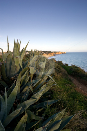 To use this stock image in your creative project, please select the size you need over to the right and click the "Add to Cart" button.
Your downloaded image will come with the Cutcaster watermark removed so don’t worry about the watermark you see on this page. Prickly Aloe stock photo, Wild Prickly Aloe plants in the foreground, looking back towards the coast of Lagos, in the Algarve, Portugal. by Kevin Woodrow
