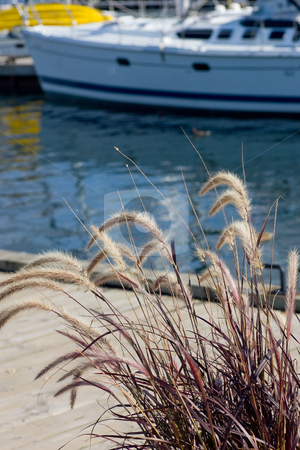 To use this stock image in your creative project, please select the size you need over to the right and click the "Add to Cart" button.
Your downloaded image will come with the Cutcaster watermark removed so don’t worry about the watermark you see on this page. On the docks stock photo, Wild grasses dominate the foreground, while a section of dock, water and a large sailboat comprise the background. by Kevin Woodrow