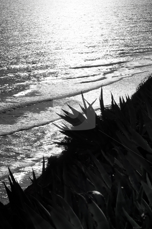 To use this stock image in your creative project, please select the size you need over to the right and click the "Add to Cart" button.
Your downloaded image will come with the Cutcaster watermark removed so don’t worry about the watermark you see on this page. Aloe plants overlooking ocean - Black and White stock photo, Spiked aloe plants overlooking a setting sun against the ocean waves. Black and White. by Kevin Woodrow