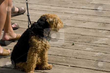 To use this stock image in your creative project, please select the size you need over to the right and click the "Add to Cart" button.
Your downloaded image will come with the Cutcaster watermark removed so don’t worry about the watermark you see on this page. Dog sitting patiently. stock photo, A dog sitting patiently on a deck, it's owner's feet and lower leg visible. by Kevin Woodrow
