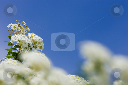 To use this stock image in your creative project, please select the size you need over to the right and click the "Add to Cart" button.
Your downloaded image will come with the Cutcaster watermark removed so don’t worry about the watermark you see on this page. Crabapple blooms stock photo, White crab apple blooms against a clear blue sky, with selective focus. by Kevin Woodrow