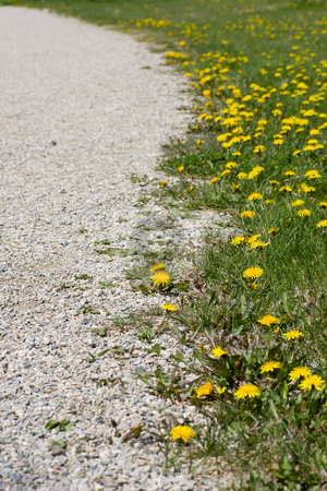 To use this stock image in your creative project, please select the size you need over to the right and click the "Add to Cart" button.
Your downloaded image will come with the Cutcaster watermark removed so don’t worry about the watermark you see on this page. Along the gravel path stock photo, Following a gravel path, lined with green grass and dandelions. by Kevin Woodrow