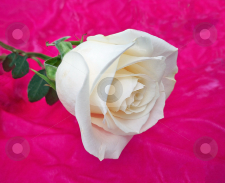 To use this stock image in your creative project, please select the size you need over to the right and click the "Add to Cart" button.
Your downloaded image will come with the Cutcaster watermark removed so don’t worry about the watermark you see on this page. One White Rose stock photo, A single white rose against a pink velvet background, represents feminine purity by Sandra Fann