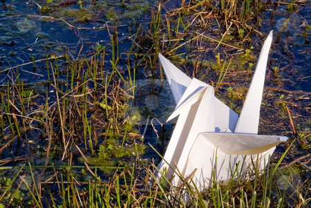 To use this stock image in your creative project, please select the size you need over to the right and click the "Add to Cart" button.
Your downloaded image will come with the Cutcaster watermark removed so don’t worry about the watermark you see on this page. Oragami Crane stock photo, A paper oragami crane in a body of water. by Robert Byron