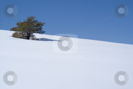 To use this stock image in your creative project, please select the size you need over to the right and click the "Add to Cart" button.
Your downloaded image will come with the Cutcaster watermark removed so don’t worry about the watermark you see on this page. Alone stock photo, One Pin tree on a hil of snow. South Alps, french riviera. by Serge VILLA
