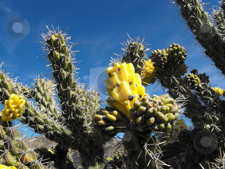 To use this stock image in your creative project, please select the size you need over to the right and click the "Add to Cart" button.
Your downloaded image will come with the Cutcaster watermark removed so don’t worry about the watermark you see on this page. Yellow cactus fruit stock photo, A Whipple Cholla (Opuntia) cactus displays bright yellow fruit against a brilliant blue sky. by Dennis Thomsen