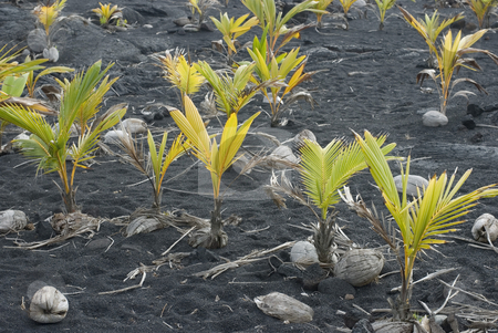 To use this stock image in your creative project, please select the size you need over to the right and click the "Add to Cart" button.
Your downloaded image will come with the Cutcaster watermark removed so don’t worry about the watermark you see on this page. Coconut Plants stock photo, Coconuts sprouting in the dark volcanic soil of Hawaii by Stephen Gibson