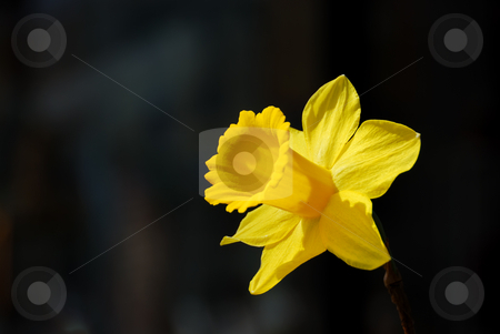 To use this stock image in your creative project, please select the size you need over to the right and click the "Add to Cart" button.
Your downloaded image will come with the Cutcaster watermark removed so don’t worry about the watermark you see on this page. Yellow Daffodil - Narcissus stock photo, Yellow daffodil or narcissus looking at the sun with a dark background. by Denis Radovanovic
