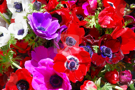 To use this stock image in your creative project, please select the size you need over to the right and click the "Add to Cart" button.
Your downloaded image will come with the Cutcaster watermark removed so don’t worry about the watermark you see on this page. Anemones - Anemone coronaria stock photo, Red, white, purple, and pink anemones in sunlight - anemone coronaria. by Denis Radovanovic