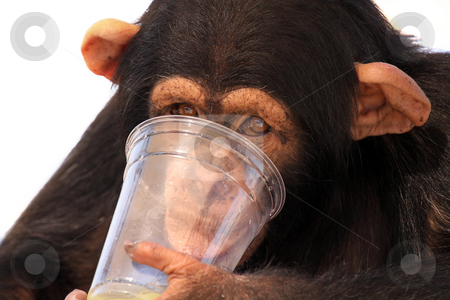 To use this stock image in your creative project, please select the size you need over to the right and click the "Add to Cart" button.
Your downloaded image will come with the Cutcaster watermark removed so don’t worry about the watermark you see on this page. Thirsty Chimp stock photo, Young Chimpanzee drinking from a plastic cup and isolated on white background. by Megan Lorenz