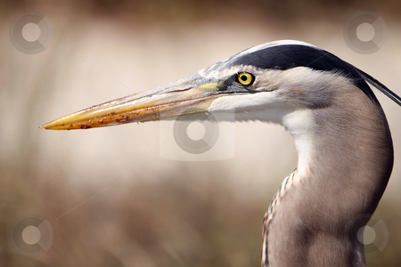 To use this stock image in your creative project, please select the size you need over to the right and click the "Add to Cart" button.
Your downloaded image will come with the Cutcaster watermark removed so don’t worry about the watermark you see on this page. The Watcher stock photo, Closeup of a Great Blue Heron against a blurred background. by Megan Lorenz