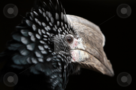 To use this stock image in your creative project, please select the size you need over to the right and click the "Add to Cart" button.
Your downloaded image will come with the Cutcaster watermark removed so don’t worry about the watermark you see on this page. Creature stock photo, Closeup of a Silver Cheeked Hornbill against a black background. by Megan Lorenz