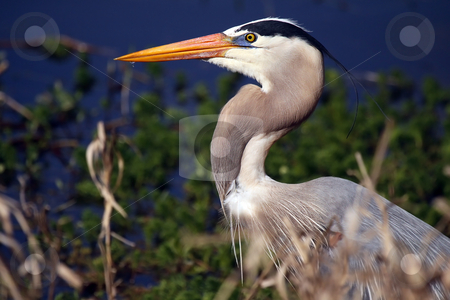To use this stock image in your creative project, please select the size you need over to the right and click the "Add to Cart" button.
Your downloaded image will come with the Cutcaster watermark removed so don’t worry about the watermark you see on this page. Great Blue stock photo, Closeup of a Great Blue Heron against a blurred background. by Megan Lorenz