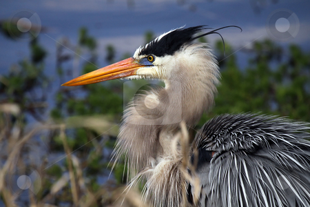 To use this stock image in your creative project, please select the size you need over to the right and click the "Add to Cart" button.
Your downloaded image will come with the Cutcaster watermark removed so don’t worry about the watermark you see on this page. Great Blue Heron stock photo, Closeup of a Great Blue Heron against a blurred background. by Megan Lorenz