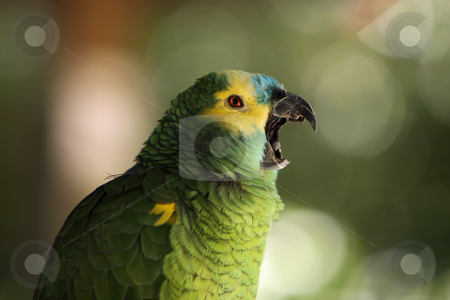 To use this stock image in your creative project, please select the size you need over to the right and click the "Add to Cart" button.
Your downloaded image will come with the Cutcaster watermark removed so don’t worry about the watermark you see on this page. Loud Mouth stock photo, Parrot singing with beak wide open against a blurred background. by Megan Lorenz