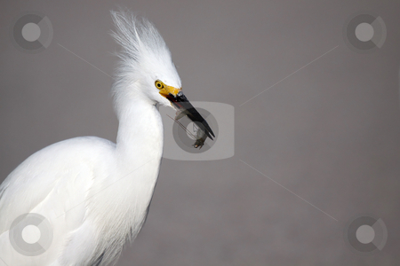 To use this stock image in your creative project, please select the size you need over to the right and click the "Add to Cart" button.
Your downloaded image will come with the Cutcaster watermark removed so don’t worry about the watermark you see on this page. Snowy Egret stock photo, Closeup of a Snowy Egret with a shrimp in his beak. by Megan Lorenz