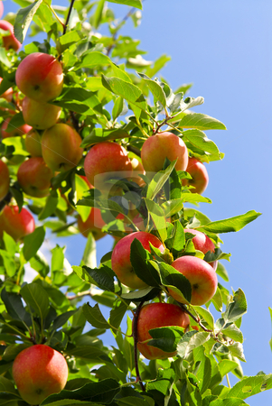 To use this stock image in your creative project, please select the size you need over to the right and click the "Add to Cart" button.
Your downloaded image will come with the Cutcaster watermark removed so don’t worry about the watermark you see on this page. Apples on tree stock photo, Organic ripe apples ready to pick on tree branches by Elena Elisseeva
