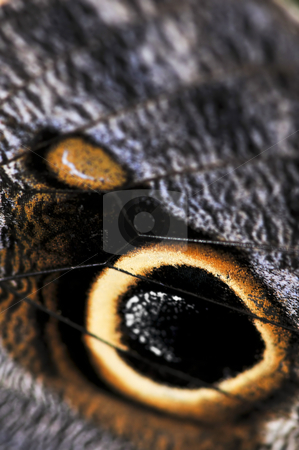 To use this stock image in your creative project, please select the size you need over to the right and click the "Add to Cart" button.
Your downloaded image will come with the Cutcaster watermark removed so don’t worry about the watermark you see on this page. Owl Butterfly wing spots stock photo, Extreme closeup of owl butterfly wing spots by Elena Elisseeva