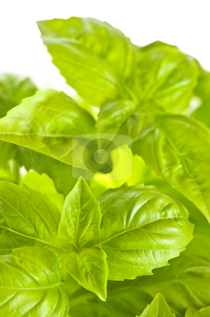 To use this stock image in your creative project, please select the size you need over to the right and click the "Add to Cart" button.
Your downloaded image will come with the Cutcaster watermark removed so don’t worry about the watermark you see on this page. Green basil close up stock photo, Fresh green basil close up isolated on white background by Elena Elisseeva