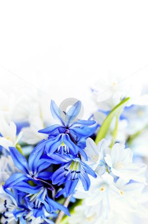 To use this stock image in your creative project, please select the size you need over to the right and click the "Add to Cart" button.
Your downloaded image will come with the Cutcaster watermark removed so don’t worry about the watermark you see on this page. Spring flowers background stock photo, Floral background of first spring flowers close up by Elena Elisseeva