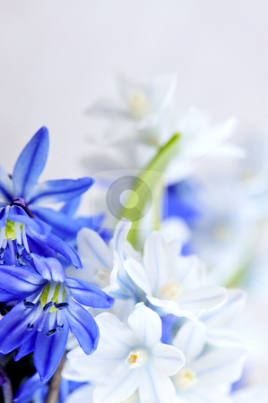 To use this stock image in your creative project, please select the size you need over to the right and click the "Add to Cart" button.
Your downloaded image will come with the Cutcaster watermark removed so don’t worry about the watermark you see on this page. First spring flowers stock photo, Floral background of first spring flowers close up by Elena Elisseeva