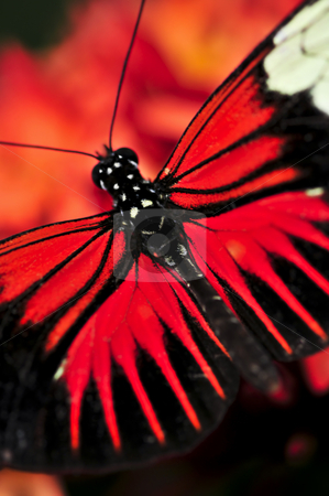 To use this stock image in your creative project, please select the size you need over to the right and click the "Add to Cart" button.
Your downloaded image will come with the Cutcaster watermark removed so don’t worry about the watermark you see on this page. Red heliconius dora butterfly stock photo, Red heliconius dora butterfly with open wings by Elena Elisseeva