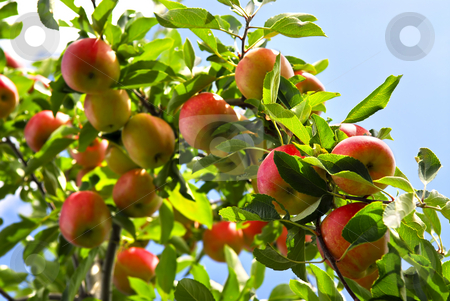 To use this stock image in your creative project, please select the size you need over to the right and click the "Add to Cart" button.
Your downloaded image will come with the Cutcaster watermark removed so don’t worry about the watermark you see on this page. Apples on tree stock photo, Organic ripe apples ready to pick on tree branches by Elena Elisseeva
