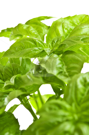 To use this stock image in your creative project, please select the size you need over to the right and click the "Add to Cart" button.
Your downloaded image will come with the Cutcaster watermark removed so don’t worry about the watermark you see on this page. Green basil close up stock photo, Fresh green basil close up isolated on white background by Elena Elisseeva