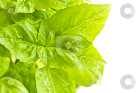To use this stock image in your creative project, please select the size you need over to the right and click the "Add to Cart" button.
Your downloaded image will come with the Cutcaster watermark removed so don’t worry about the watermark you see on this page. Green basil close up stock photo, Fresh green basil close up isolated on white background by Elena Elisseeva