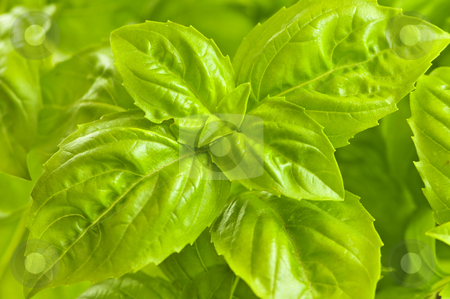To use this stock image in your creative project, please select the size you need over to the right and click the "Add to Cart" button.
Your downloaded image will come with the Cutcaster watermark removed so don’t worry about the watermark you see on this page. Green basil close up stock photo, Fresh green basil close up isolated on white background by Elena Elisseeva