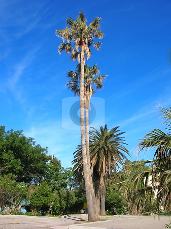 To use this stock image in your creative project, please select the size you need over to the right and click the "Add to Cart" button.
Your downloaded image will come with the Cutcaster watermark removed so don’t worry about the watermark you see on this page. Palms over blue sky stock photo, High palms on seashore of adriatic sea in Montenegro by Julija Sapic