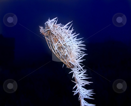 To use this stock image in your creative project, please select the size you need over to the right and click the "Add to Cart" button.
Your downloaded image will come with the Cutcaster watermark removed so don’t worry about the watermark you see on this page. Dry frozen plant stock photo, Dry frozen plant with ice crystals over dark blue by Julija Sapic