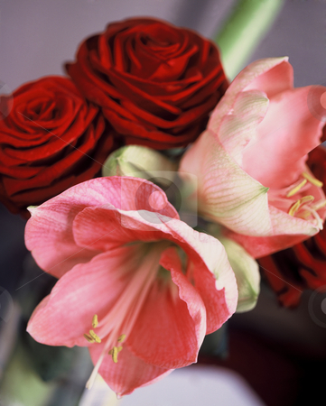 To use this stock image in your creative project, please select the size you need over to the right and click the "Add to Cart" button.
Your downloaded image will come with the Cutcaster watermark removed so don’t worry about the watermark you see on this page. Afternoon Date stock photo, Elegant Bouquet of dark red Roses and pink Anthurie with sophisticated grey Background,3543x4422 Pixel, 44,8 MB, 300 dpi by Ute Wingenfeld