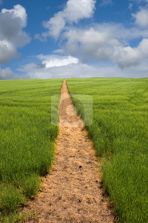 To use this stock image in your creative project, please select the size you need over to the right and click the "Add to Cart" button.
Your downloaded image will come with the Cutcaster watermark removed so don’t worry about the watermark you see on this page. Footpath to the Horizon stock photo, Long golden yellow footpath leads across green fields and up a hill to the distant horizon under a blue cloudy sky by Peter Cox