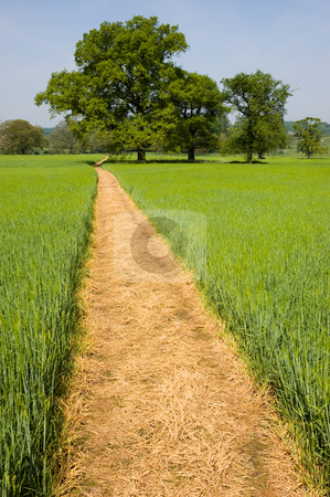 To use this stock image in your creative project, please select the size you need over to the right and click the "Add to Cart" button.
Your downloaded image will come with the Cutcaster watermark removed so don’t worry about the watermark you see on this page. Footpath over a Grass Field stock photo, Long yellow footpath leads across a green grass field on farmland past distant trees by Peter Cox