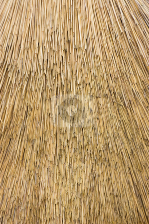 To use this stock image in your creative project, please select the size you need over to the right and click the "Add to Cart" button.
Your downloaded image will come with the Cutcaster watermark removed so don’t worry about the watermark you see on this page. Reed Thatch stock photo, Close up view of reed thatch by Peter Cox
