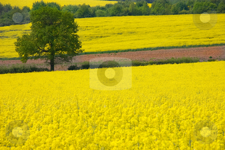To use this stock image in your creative project, please select the size you need over to the right and click the "Add to Cart" button.
Your downloaded image will come with the Cutcaster watermark removed so don’t worry about the watermark you see on this page. Golden Yellow Rural Landscape stock photo, Looking over a rural landscape of golden yellow fields of rapeseed to a single tree by Peter Cox