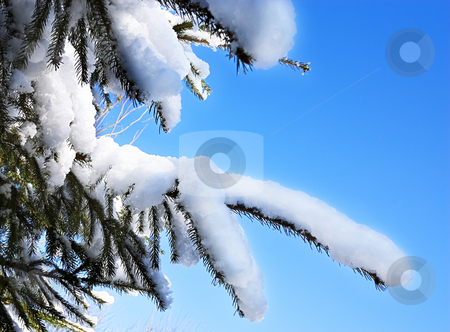 To use this stock image in your creative project, please select the size you need over to the right and click the "Add to Cart" button.
Your downloaded image will come with the Cutcaster watermark removed so don’t worry about the watermark you see on this page. Snow on a Pine Tree stock photo, Snow on the branches of a pine tree against a clear blue sky by Peter Cox